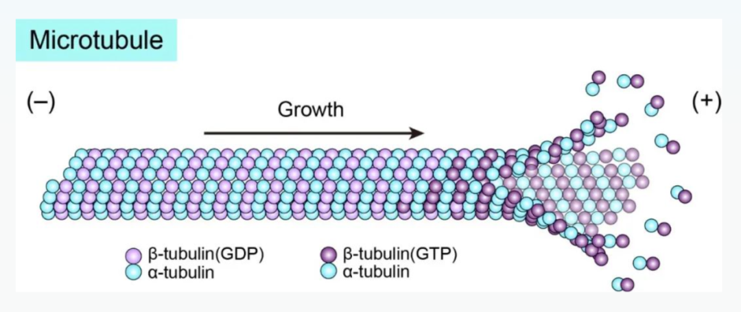 Science重磅：首次捕獲人類細胞“高速公路”構建過程的高分辨率圖像，為微管相關疾病的治療指明新的方向！