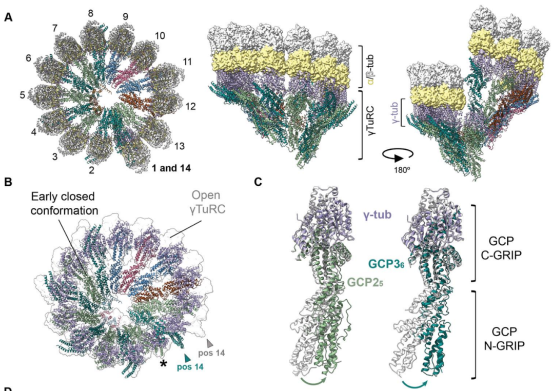 Science重磅：首次捕獲人類細胞“高速公路”構建過程的高分辨率圖像，為微管相關疾病的治療指明新的方向！