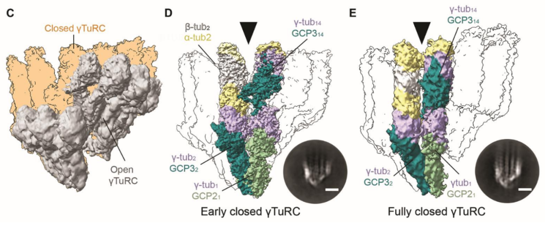 Science重磅：首次捕獲人類細胞“高速公路”構建過程的高分辨率圖像，為微管相關疾病的治療指明新的方向！