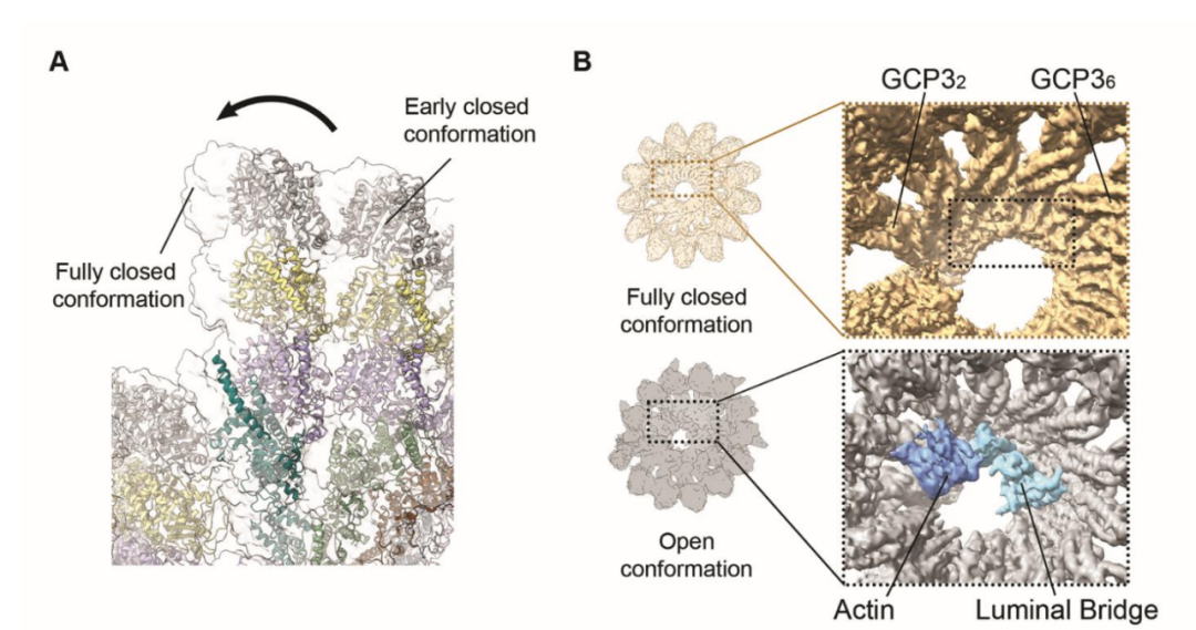 Science重磅：首次捕獲人類細胞“高速公路”構建過程的高分辨率圖像，為微管相關疾病的治療指明新的方向！