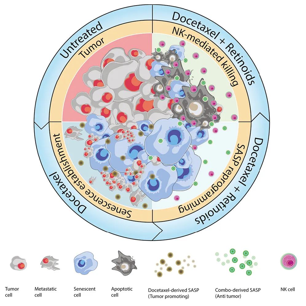 Cancer Cell：激活維A酸受體，可重編程衰老反應，增強NK細胞抗腫瘤活性